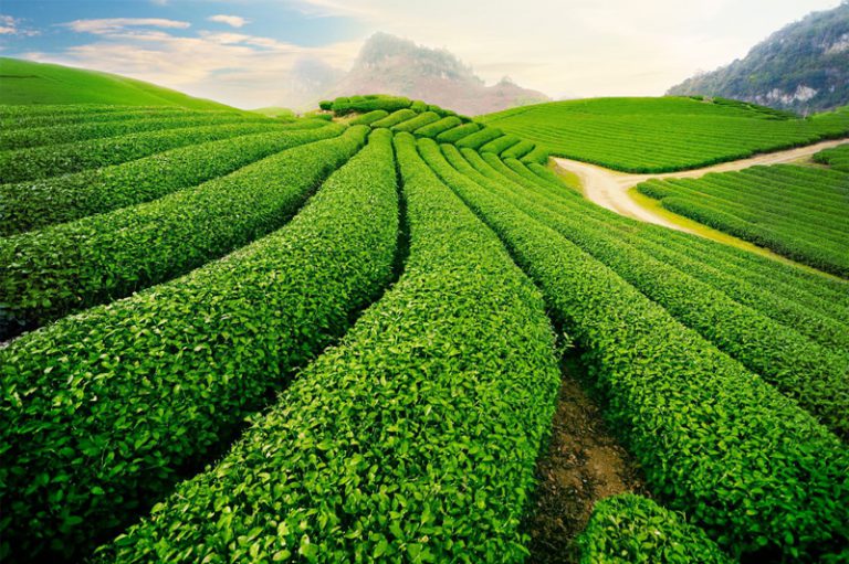 Cau Dat Farm Is Where Sweet Memories Are Made JPTraveltime cau-dat-farm-is-where-sweet-memories-are-made-jptraveltime